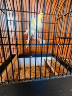 Canari frisé du nord femelle, Animaux & Accessoires, Autres accessoires pour animaux