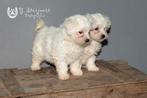 maltezer pups, beide ouders zijn hier aanwezig, Parvo, België, Maltezer, Reu
