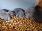Franse hangoren (nog1tje), Dieren en Toebehoren, Konijnen, Mannelijk, Groot, Hangoor, 0 tot 2 jaar