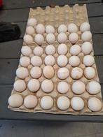 Broedeieren leghorn exchequer, Animaux & Accessoires