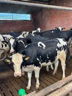 11 drachtige vaarzen uit Osnabruck, Animaux & Accessoires, Bovins