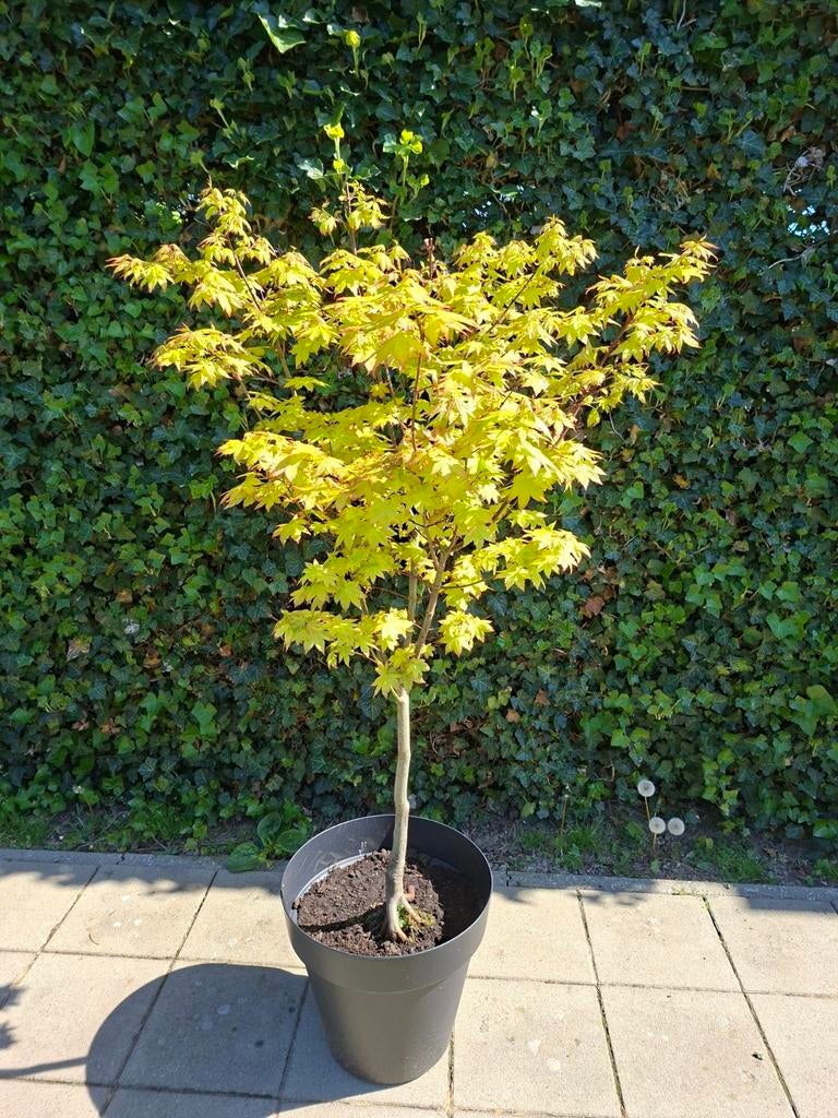 Japanse esdoorn Summer Gold, Tuin en Terras, Planten | Bomen, Ophalen