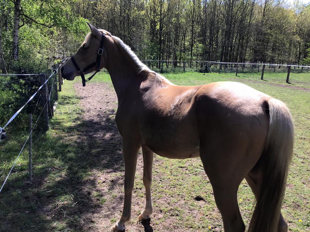 Dressuur gefokte 3 jarige merrie, Dieren en Toebehoren, Merrie, Dressuurpony, 3 tot 6 jaar, Onbeleerd
