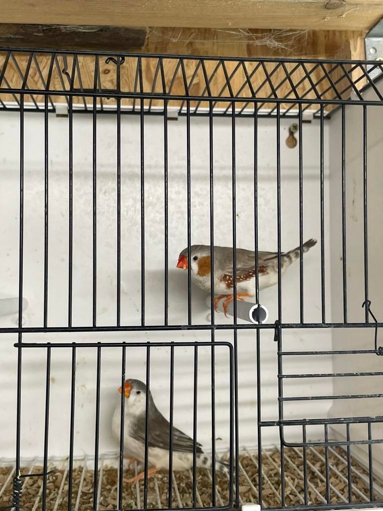 Kweekkoppel zebravinken, Animaux & Accessoires, Oiseaux | Oiseaux Autre, Plusieurs animaux, Oiseau tropical