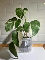 Monstera deliciosa variegata, Enlèvement