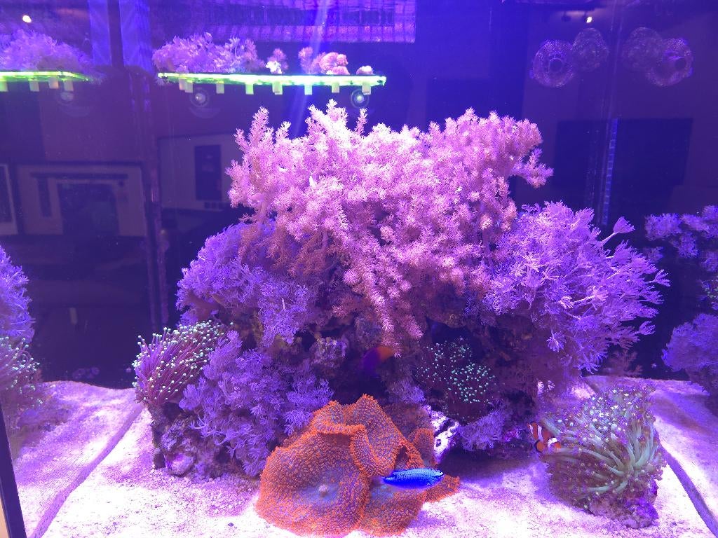 Pulsing Xenia & Capnella kenia tree stekjes, Animaux & Accessoires, Poissons | Poissons d'aquarium, Poisson de mer, Autres types