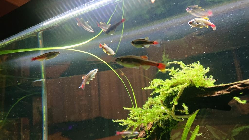 4 Chinese danio's over te nemen., Dieren en Toebehoren, Vis, Zoetwatervis, Schoolvis