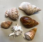 Lot de magnifiques gros coquillages, Collections, Enlèvement ou Envoi, Coquillage(s)