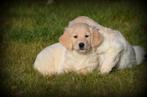 Chiots Golden Retriever, Animaux & Accessoires, Golden retriever, Chienne, Belgique, Plusieurs