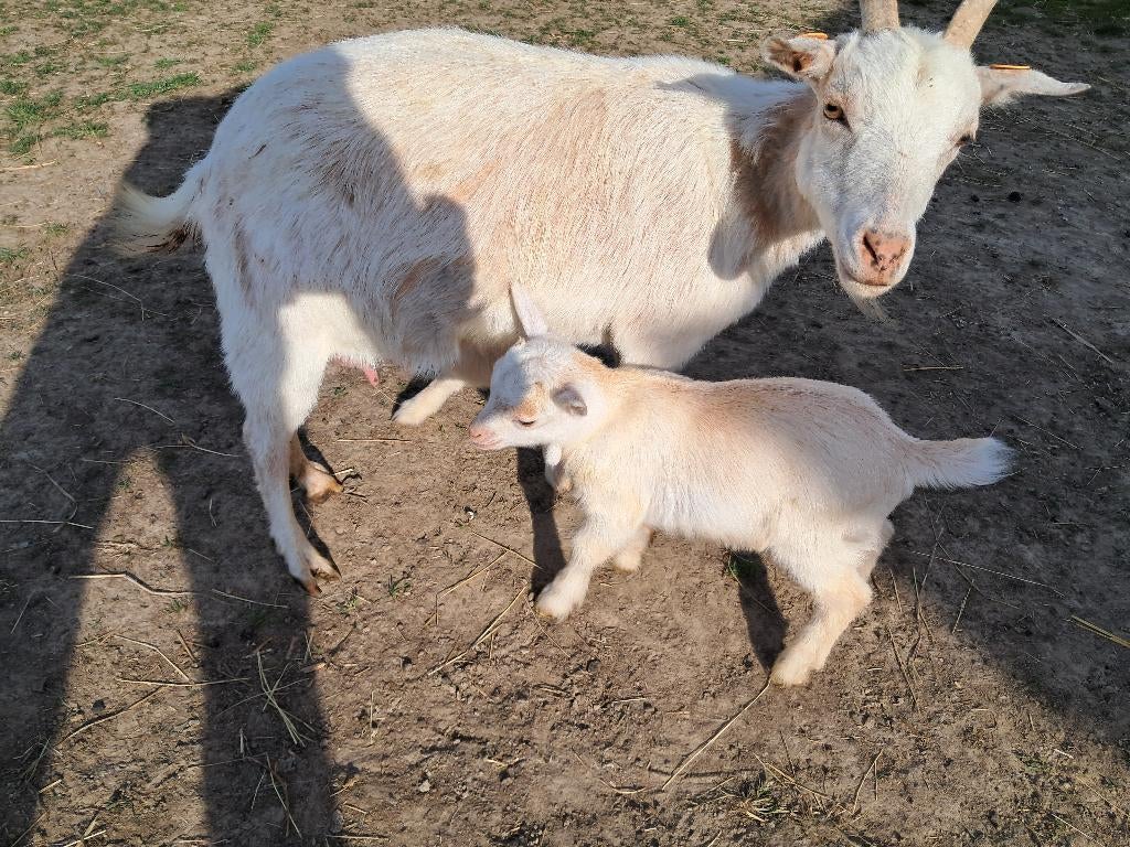 Geitjes, Dieren en Toebehoren, Mannelijk, Geit, 0 tot 2 jaar