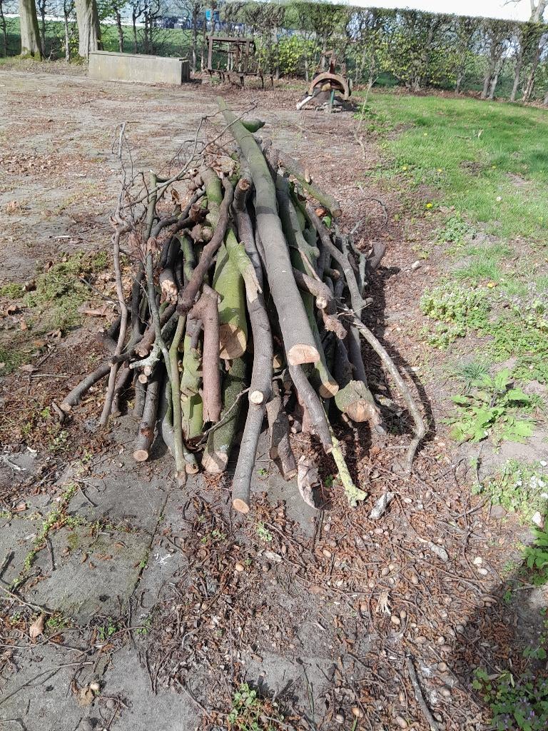 Brandhout, Moins de 3 m³, Enlèvement, Hêtre, Branches