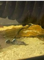 L181 pleco, Dieren en Toebehoren, Vissen | Aquariumvissen