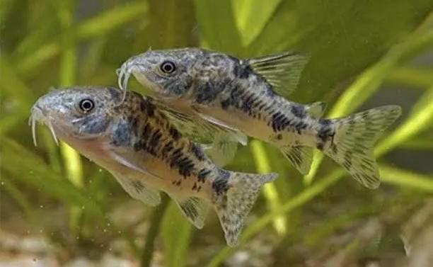 Paleatus Corydoras (Pepper Cory), Animaux & Accessoires, Poissons | Aquariums & Accessoires, Enlèvement