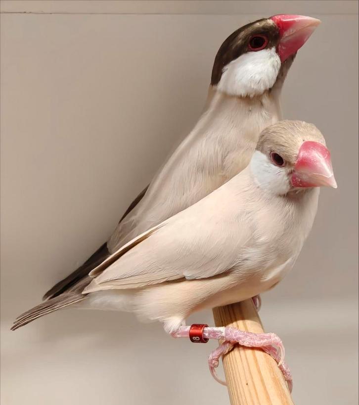 Rijstvogels / padda's, Animaux & Accessoires, Oiseaux | Oiseaux Autre, Oiseau tropical, Plusieurs animaux, Bagué