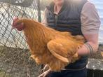 Orpington haan TT-kwaliteit, Dieren en Toebehoren, Mannelijk, Kip