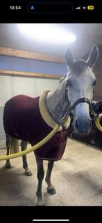 Kentucky showdeken bordeaux, Animaux & Accessoires, Enlèvement ou Envoi, Comme neuf, Couverture