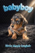 Prachtige sociale langhaar dwergjes, Dieren en Toebehoren, België, Parvo, Reu, 8 tot 15 weken