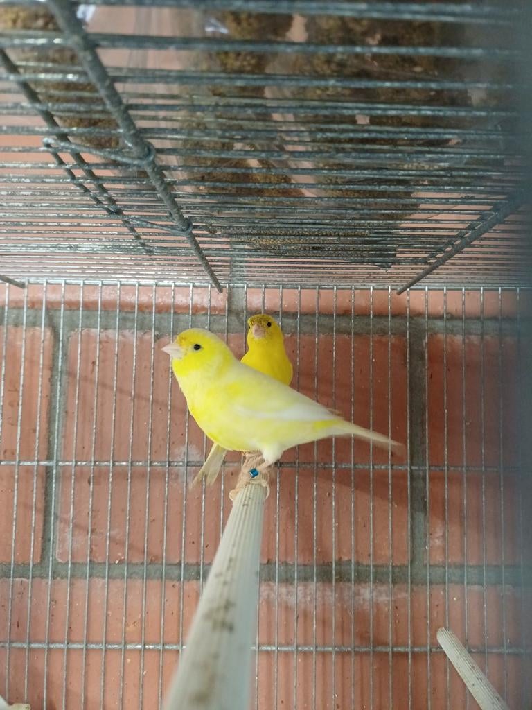 Kanaries kweekrijp, Dieren en Toebehoren