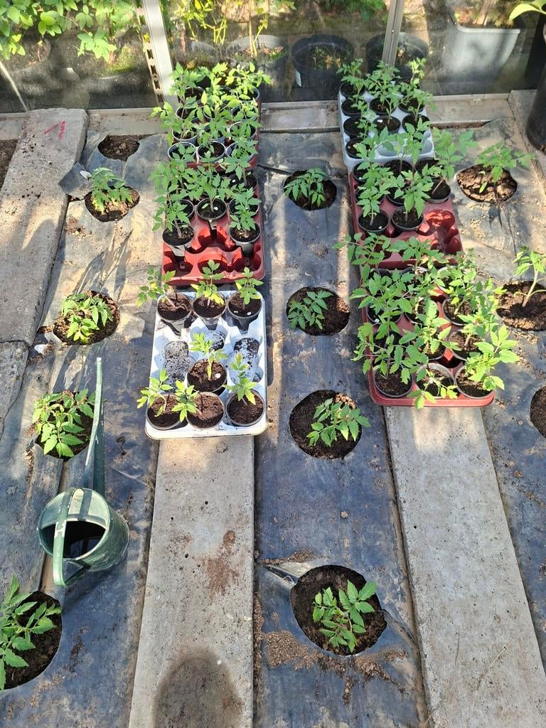 Verschillende soorten tomatenplantjes, Ophalen