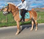 Jument Haflinger 12 ans, B, 11 ans ou plus, Poney de récréation, Avec pedigree