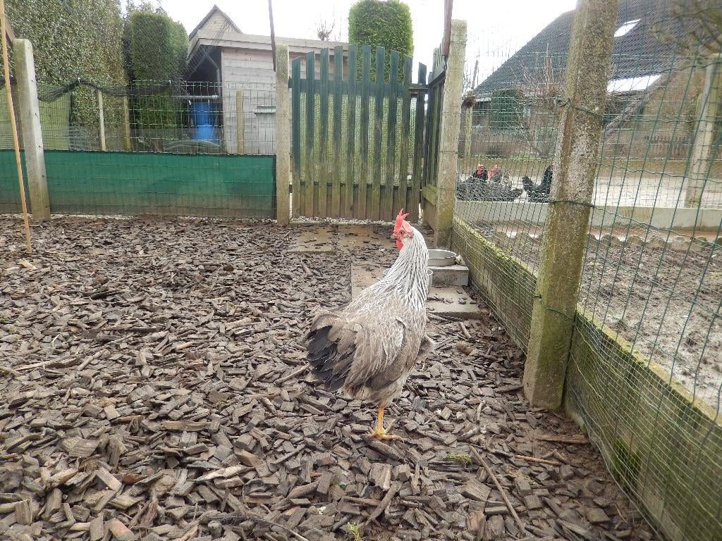 Haan + hen leghorn zilverpartijs, Animaux & Accessoires, Volatiles, Poule ou poulet