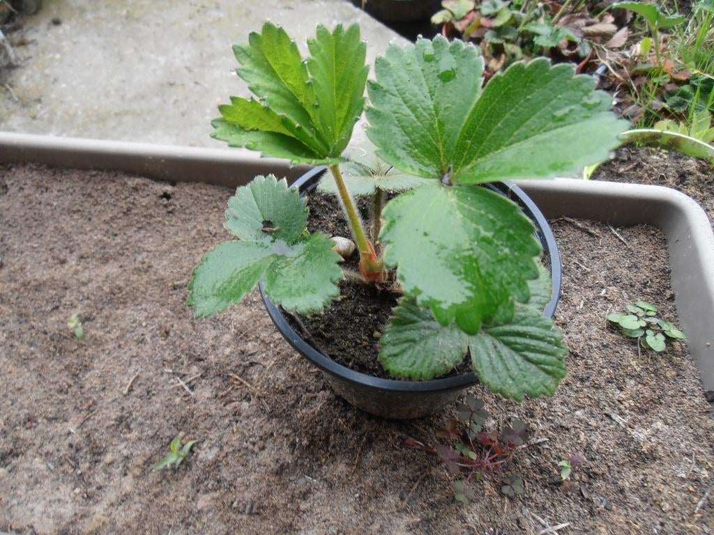 Jonge aardbeiplanten in pot., Tuin en Terras, Ophalen