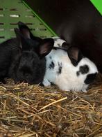 Vlinder konijnen, Mâle