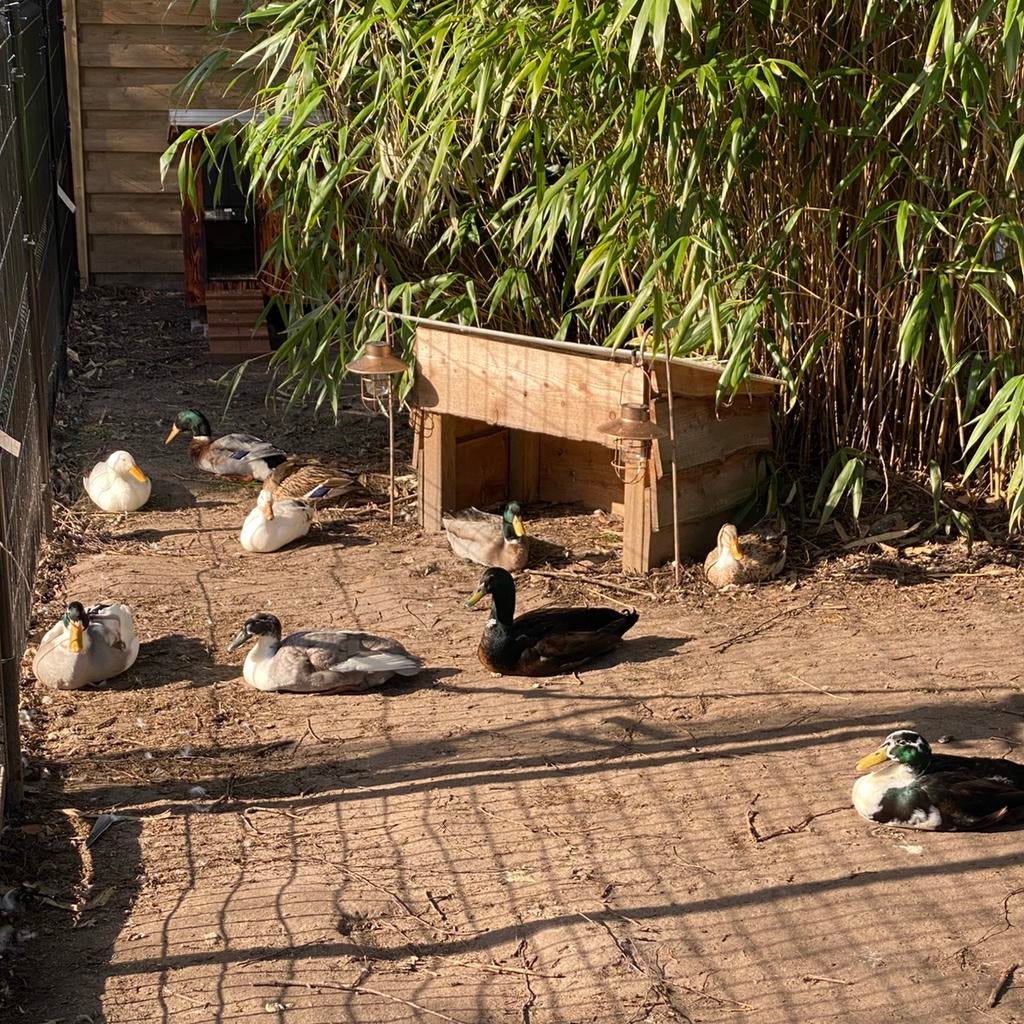 Broedeieren loopeend