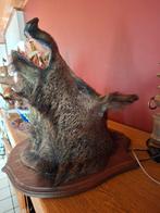 Everszwijnkop, Ophalen