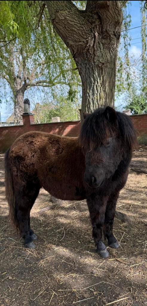 Shetlandmerrieveulen, Dieren en Toebehoren, Pony's, Merrie, Niet van toepassing, A pony (tot 1.17m), Recreatiepony, 0 tot 2 jaar