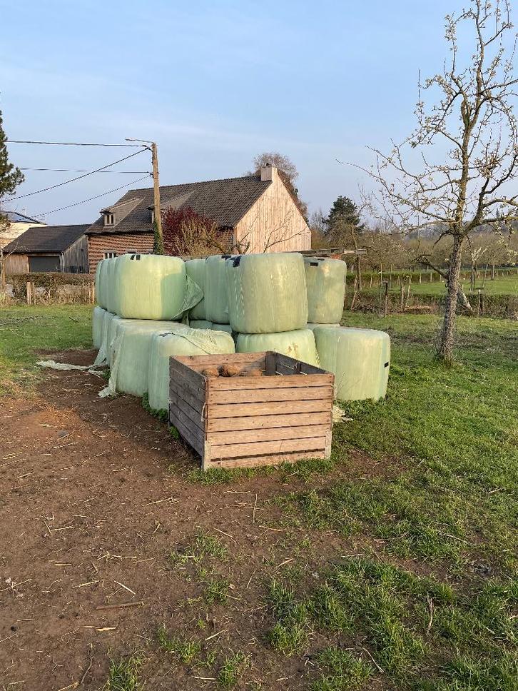 midi gewikkelde balen voordroog hooi, Dieren en Toebehoren, Dierenvoeding, Vee, Ophalen