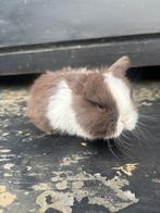 Raszuivere Minilop nestje alvast te reserveren (NL), Dieren en Toebehoren, Konijnen