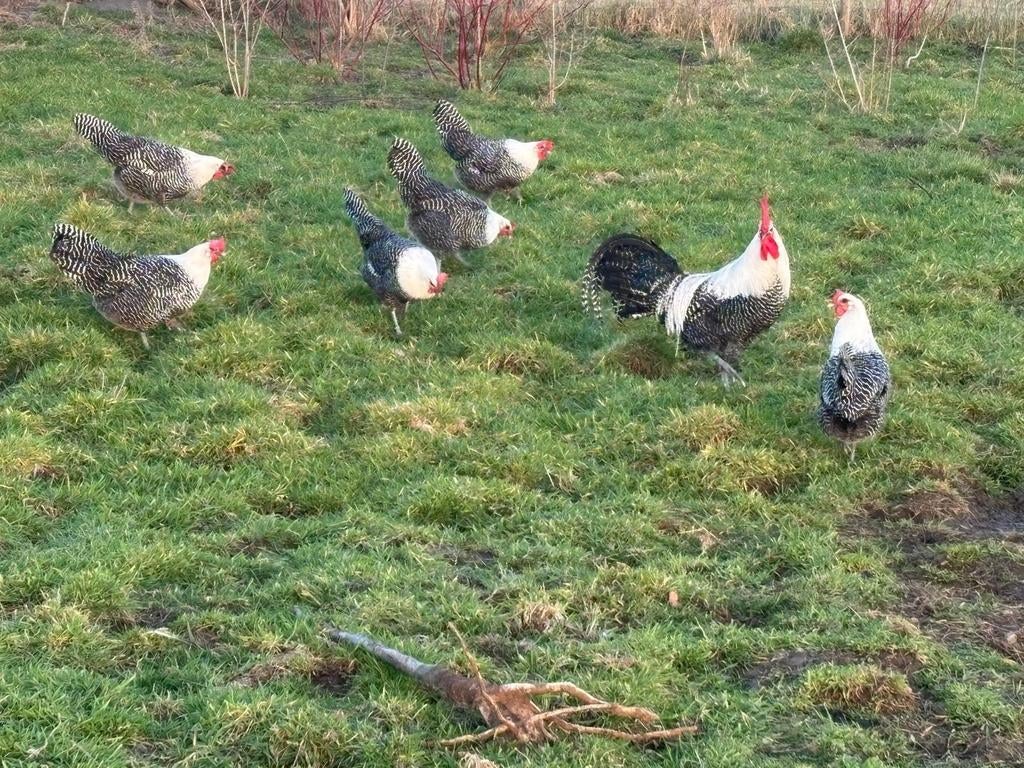 Zuivere zilverbrakel kuikens te koop. 1 week oude kuikens., Dieren en Toebehoren, Pluimvee, Geslacht onbekend, Kip