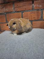 Jonge Nederlandse hangoordwerg konijntjes, Dwerg, Hangoor