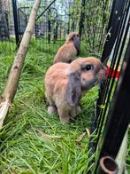 Nederlandse hangoordwerg ram, Dieren en Toebehoren, Konijnen
