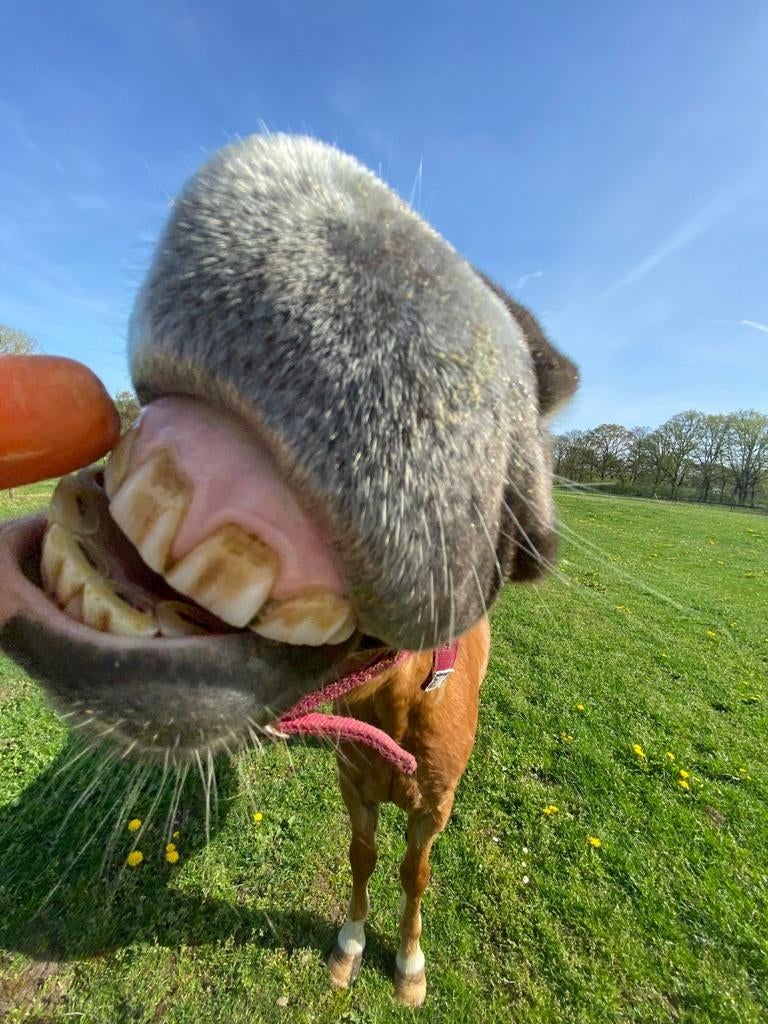 Lieve 5 jarige welsh merrie, Dieren en Toebehoren