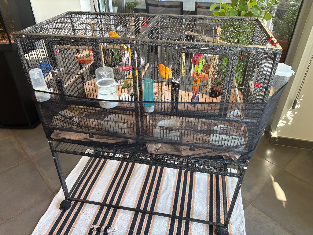 Kanaries, Meerdere dieren, Kleurkanarie