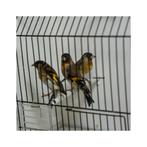 Metis mâles tarin Venezuela x chardonneret 2025, Mâle, Oiseau chanteur sauvage, Domestique