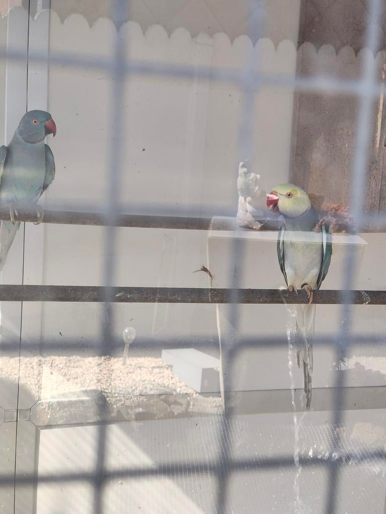 Perruches à collier pour bébés, Sexe inconnu, Perruche, Parleur