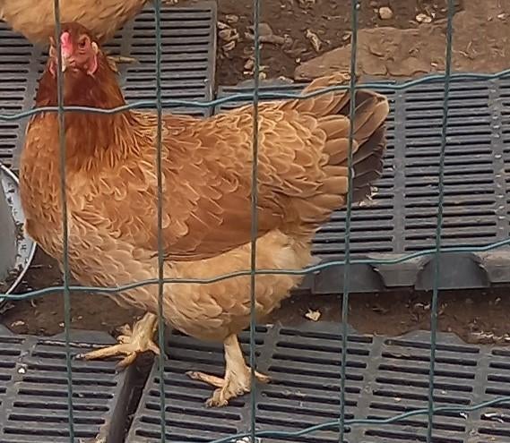 Bruine leghen, kruising Brahma X Welsumer, Dieren en Toebehoren, Pluimvee, Vrouwelijk, Kip