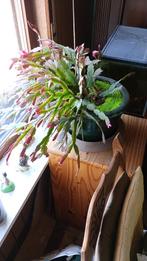 lidcactus of kerstcactus te koop met pot, Vetplant, In pot, Minder dan 100 cm, Bloeiende kamerplant