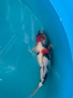 Japanse koi, Dieren en Toebehoren