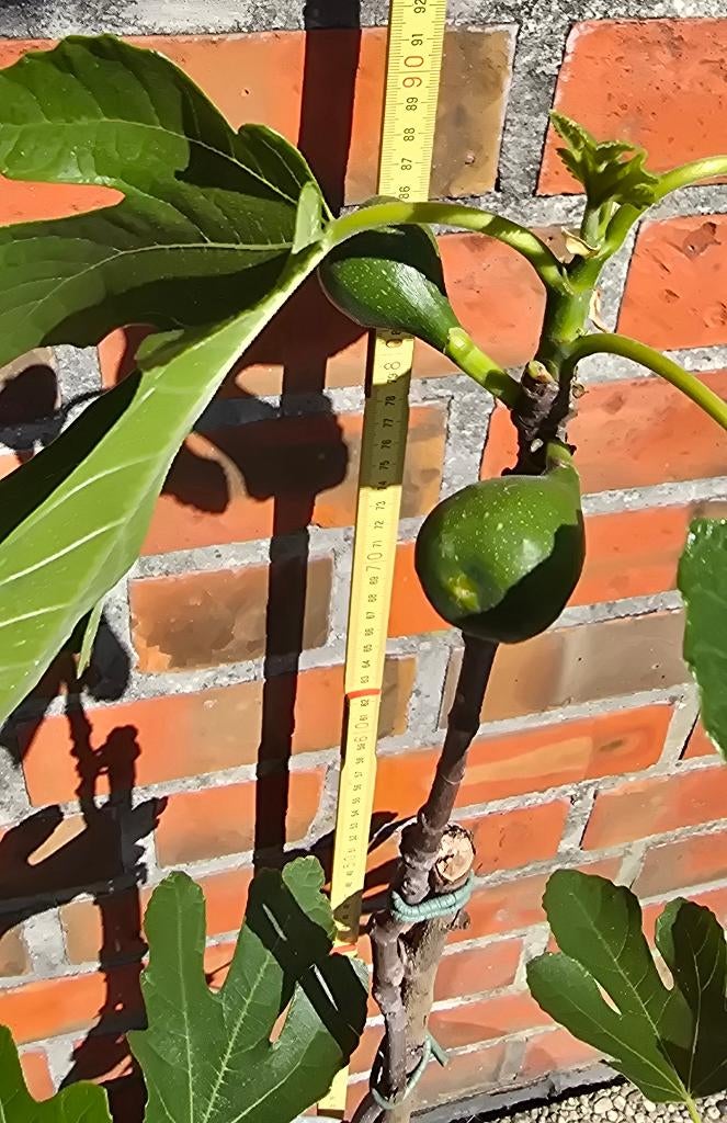 Vijgenboom 'BROWN TURKEY' vijgen boom Ficus Carica 1v1, Ophalen, Minder dan 100 cm, Volle zon, In pot
