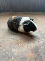 Cavia vrouwtje, Animaux & Accessoires, Janvier, Femelle, Cobaye