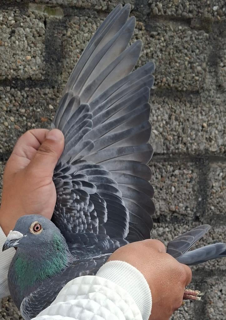 Pigeon de course 100% LOUIS VAN LOON, Mâle, Pigeon voyageur