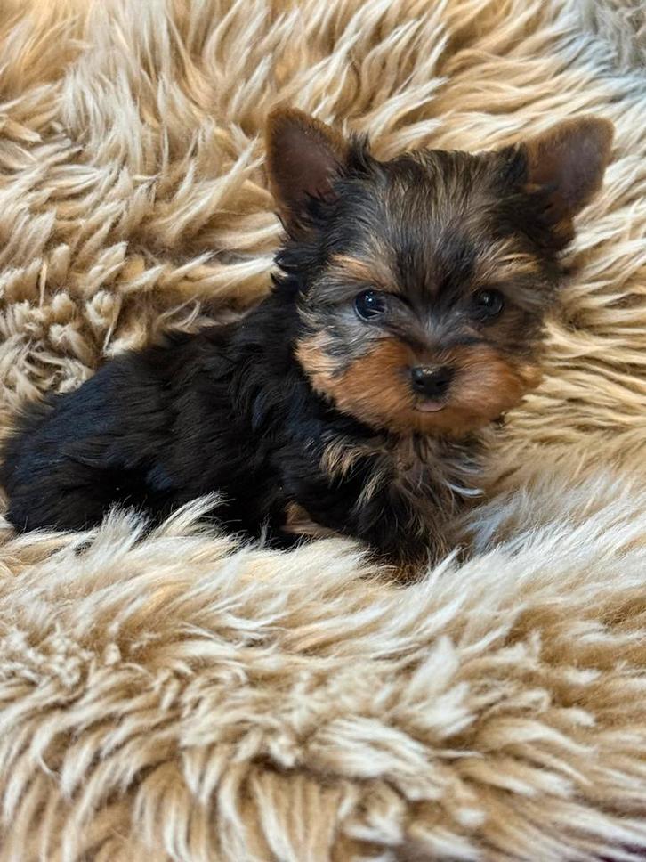 Chiots du comté de York, Animaux & Accessoires, Chiens | Chihuahuas & Chiens de compagnie, Plusieurs animaux, Autres races, Éleveur | Professionnel