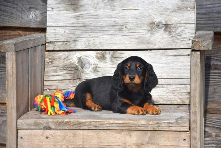 Prachtig Black and Tan Teckel pupje, Animaux & Accessoires, Chiens | Teckels & Bassets, Chien (mâle), Poils courts, Nain, Éleveur | Professionnel