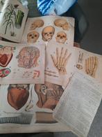 Schoolprenten planten en menselijk lichaam, Ophalen