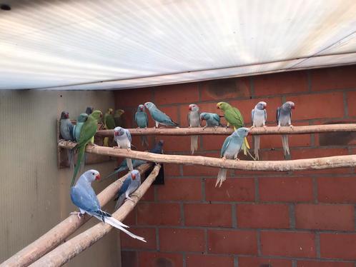 Halsbandparkieten, Animaux & Accessoires, Oiseaux | Perruches & Perroquets, Perruche, Plusieurs animaux, Bagué