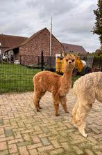Leuk groepje alpaca’s te koop!, Dieren en Toebehoren, Februari, Meerdere dieren